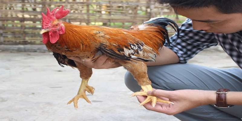 Xem cựa để nắm được khả năng phòng thủ và ra đòn